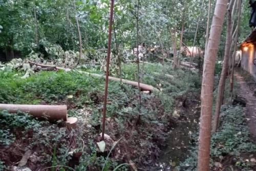 قطع ۴۰ اصله درخت مهاجم پائولونیا در املش
