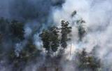 جنگل زدایی عامل تولید سالانه 8 درصد از CO2 جهان